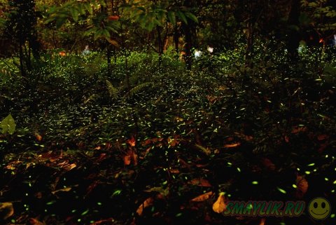 Светлячки в ночном лесу