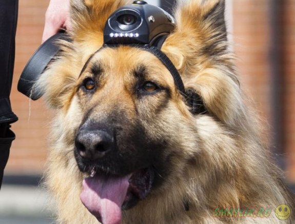 В  графстве Ноттингемпшир престарелым полицейским собакам будут выплачивать пенсию 