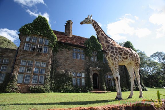 В Кении можно пригласить на завтрак жирафа