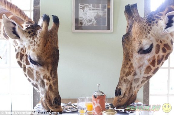 В Кении можно пригласить на завтрак жирафа