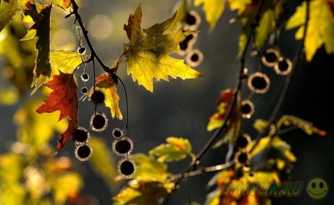 Осень —  красивое время года