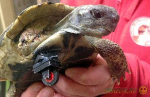 В немецком ветеринарном центре соорудили протез для черепахи