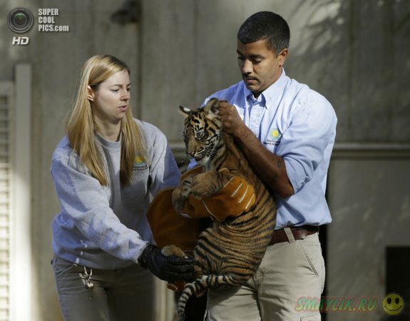 Первое купание суматранских тигрят в зоопарке Вашингтона