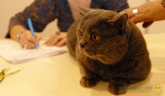 Российские МЧСники спасли упитанного кота из вентиляционной шахты