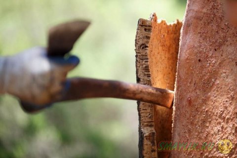 Производство винных пробок в дубовых лесах los Alcornocales 