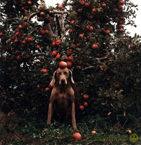 Креативные фотографии собак от Уильяма Вегмана 