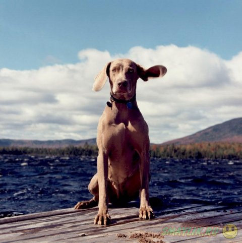 Креативные фотографии собак от Уильяма Вегмана 