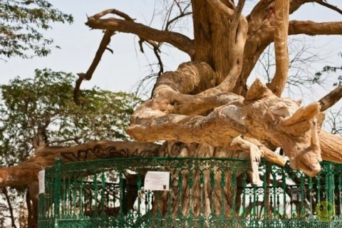 Дерево-легенда посреди пустыни в Бахрейне