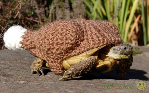 Шерстяные наряды для черепах