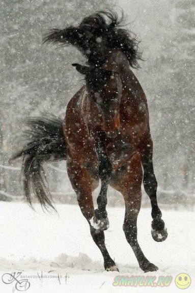 Лошади - это лучшее, что дала нам природа