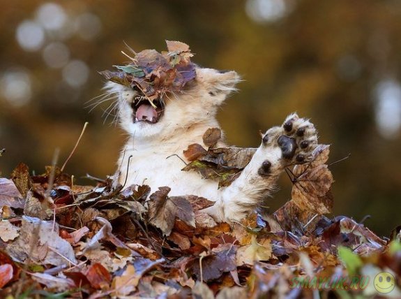 Львенок Карис играет в опавших листьях
