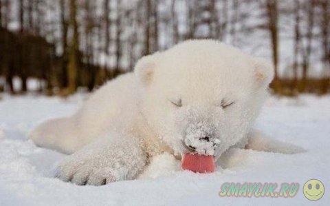 Медвежонок Сику впервые знакомится со снегом