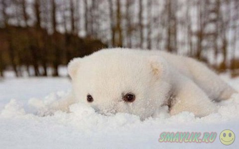 Медвежонок Сику впервые знакомится со снегом