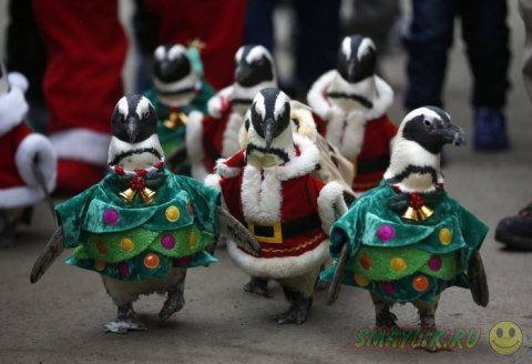 Нарядные пингвины в костюмах Санты