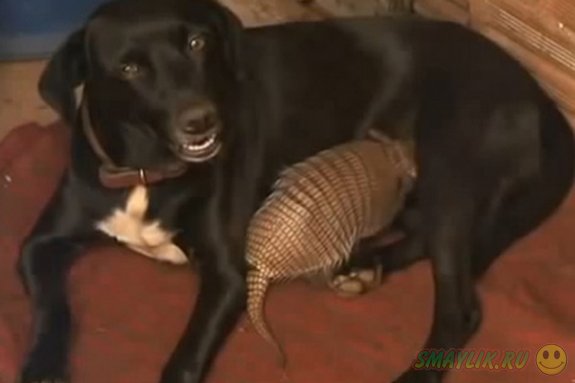В Бразилии собака взяла на себя опеку над детенышами броненостца