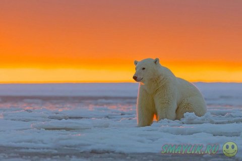 Белые медведи во время заката на Аляске