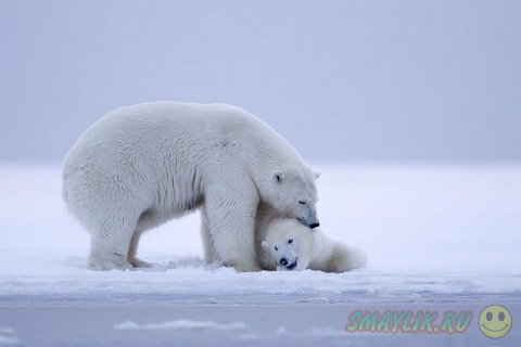 Белые медведи во время заката на Аляске