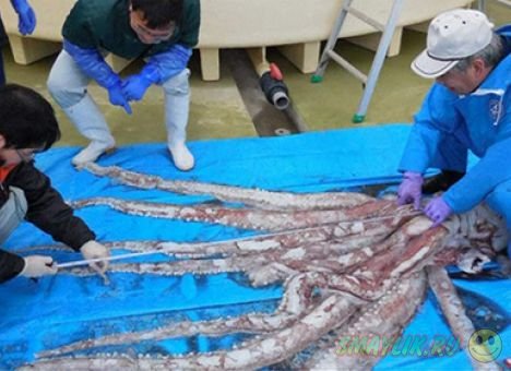 Японские рыбаки поймали гигантского кальмара 