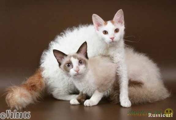 La Perm - кошки с кудряшками 