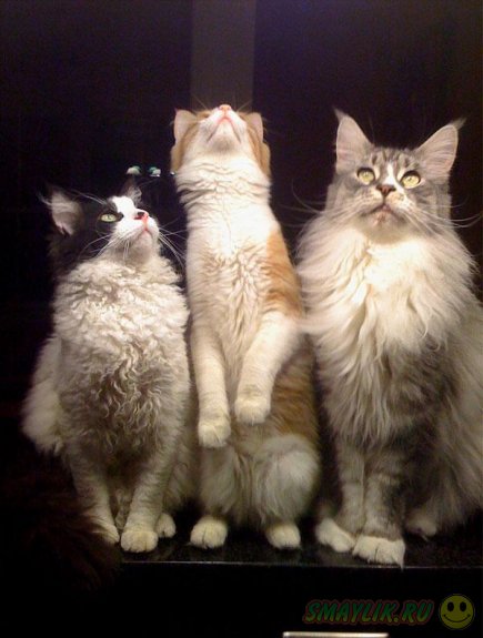 La Perm - кошки с кудряшками 