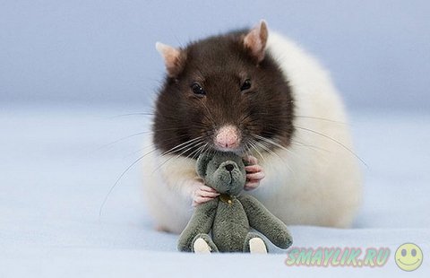 Домашние крыски с плюшевыми мишками