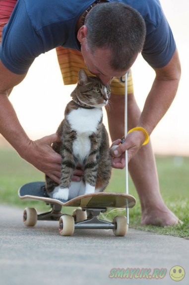 Кататься на скейтборде могут и кошки
