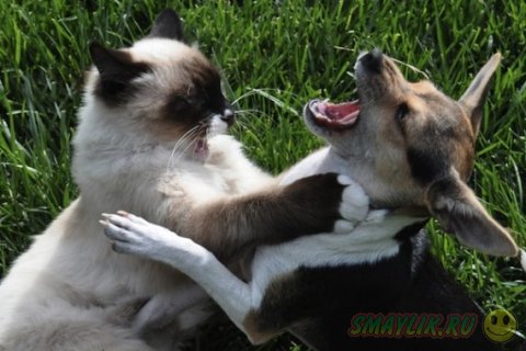 Кошки и собаки - две противоборствующие стороны 
