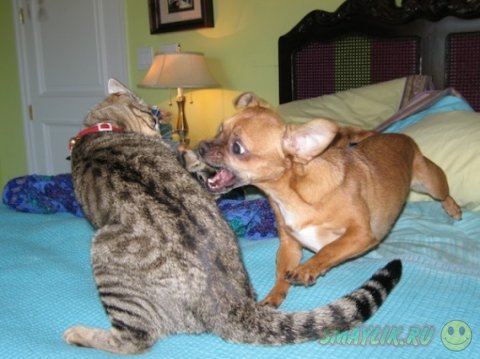 Кошки и собаки - две противоборствующие стороны 