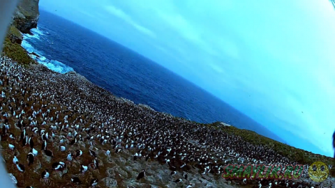 Потрясающие снимки о жизни колонии пингвинов