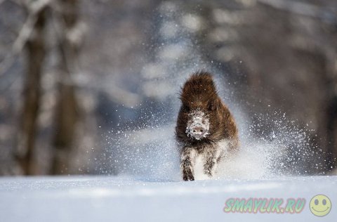 Снег, морозная свежесть и царство зверей