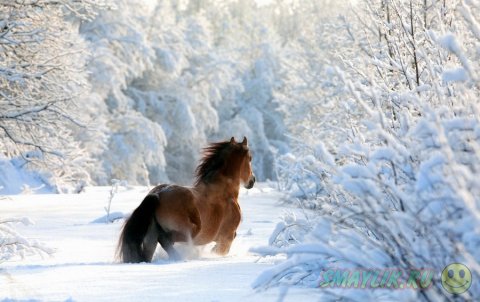 Снег, морозная свежесть и царство зверей