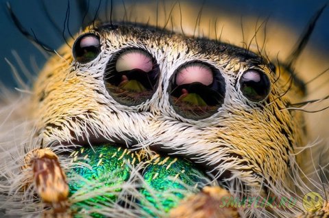 Невероятные макроснимки пауков-скакунов