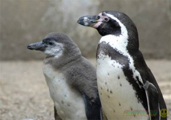 Пингвины в зоопарке Скарборо впали в депрессию из-за погоды