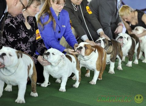 Выставка собак Westminster Kennel Club 2014 в Нью-Йорке 
