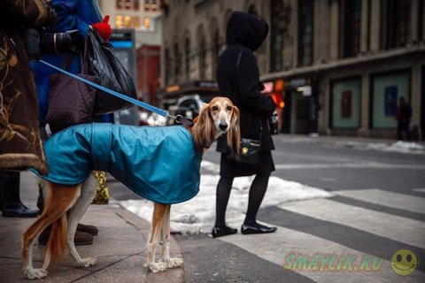 Выставка собак Westminster Kennel Club 2014 в Нью-Йорке 