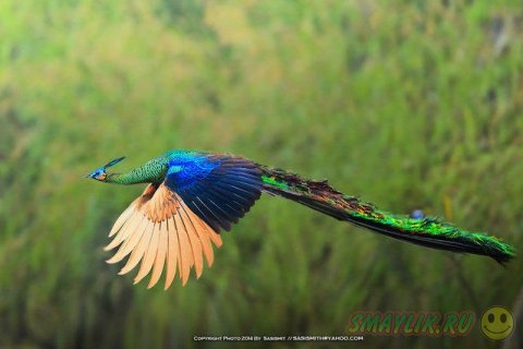 Естественная красота диких животных от Сомпоб Саси-Смита