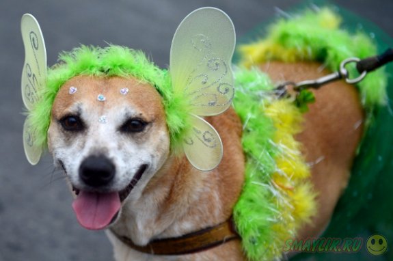 Ежегодный карнавал для животных в Бразилии