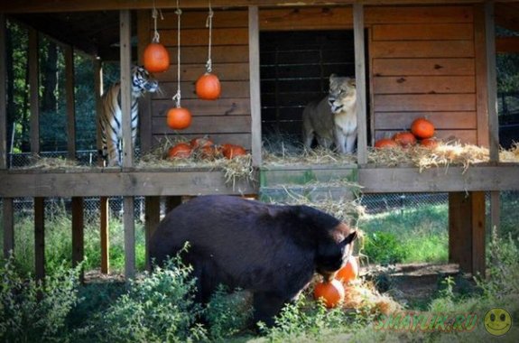 Необычная дружба медведя, льва и тигра