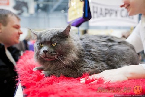 Международная выставка кошек «Кэтсбург 2014»