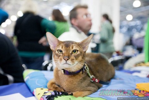 Международная выставка кошек «Кэтсбург 2014»