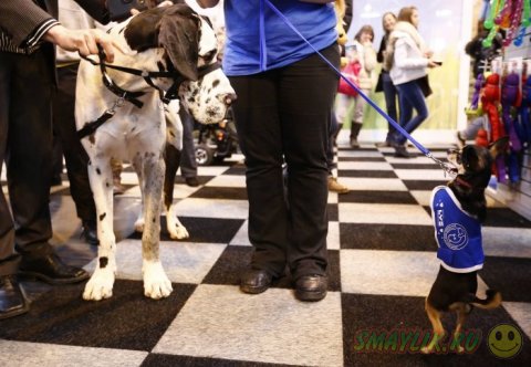 Ежегодная выставка собак в Бирмингеме