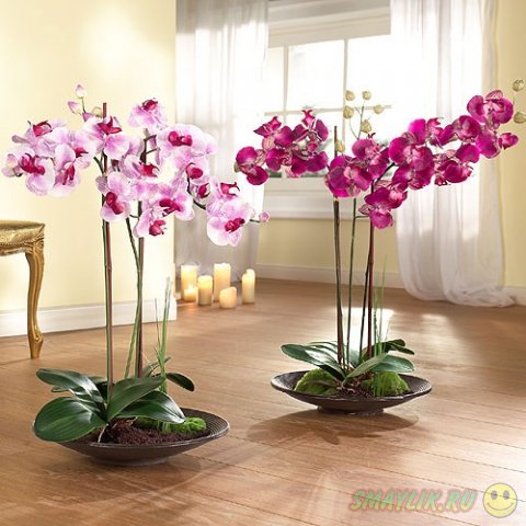 Изысканные цветы - орхидеи
