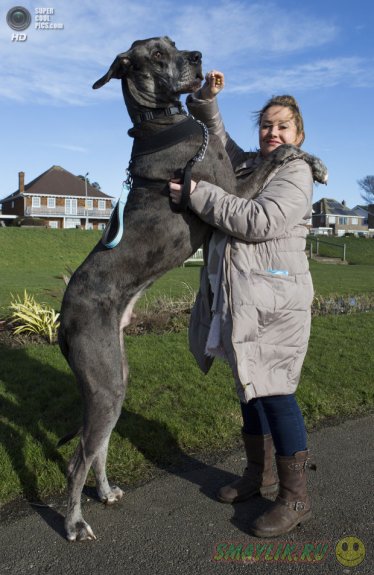Самая большая собака Великобритании - пес Фредди