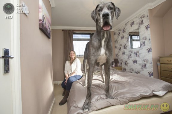 Самая большая собака Великобритании - пес Фредди