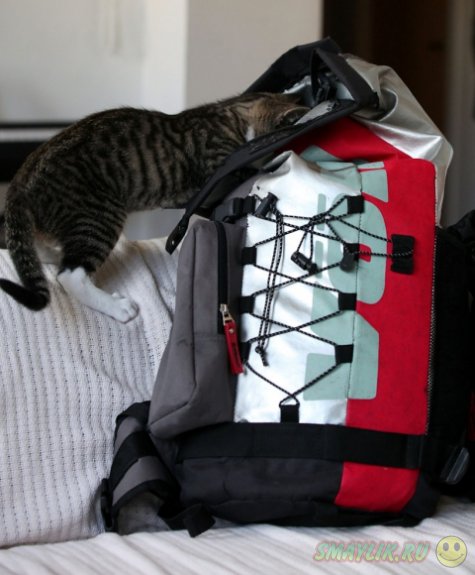 Котенок, путешествующий в рюкзаке