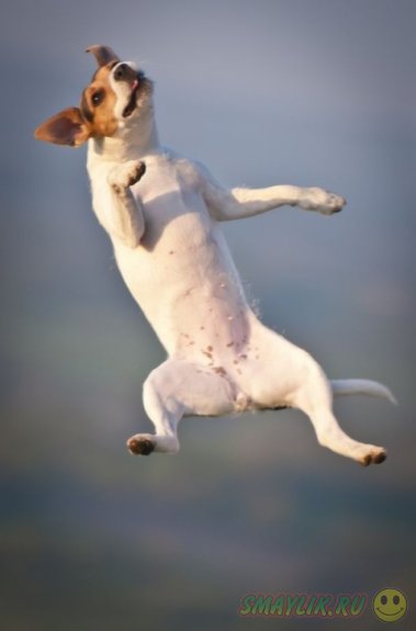 Собаки во время прыжка 