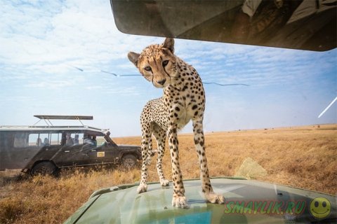 Встреча фотографа с юным гепардом в Танзании