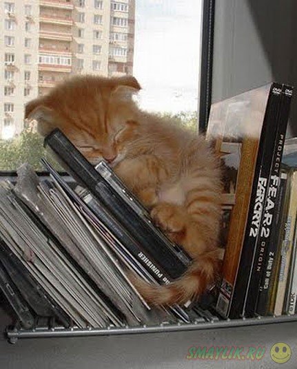 Кошки порой спят в самых необычных местах