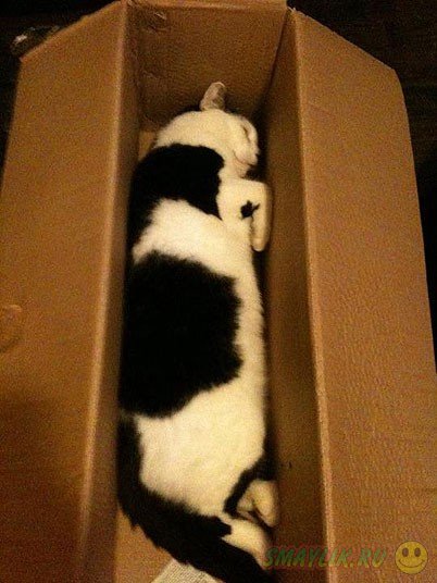 Кошки порой спят в самых необычных местах