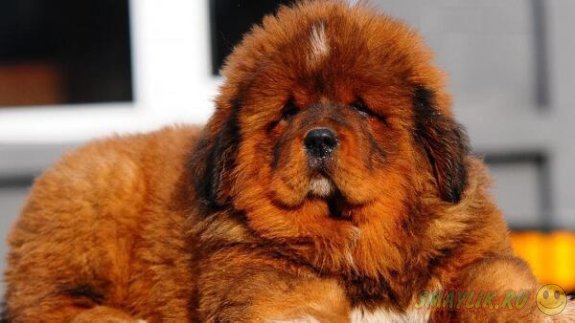 В Китае щенка тибетского мастифа продали за 12 миллионов юаней 